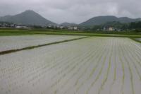 田植え