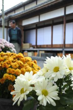 菊花・バラ展の様子2