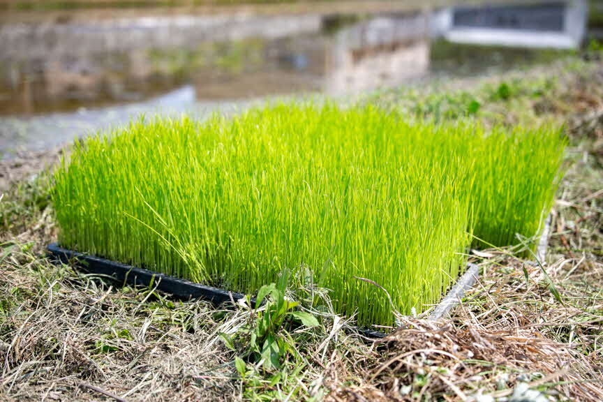田植えimage.jpg
