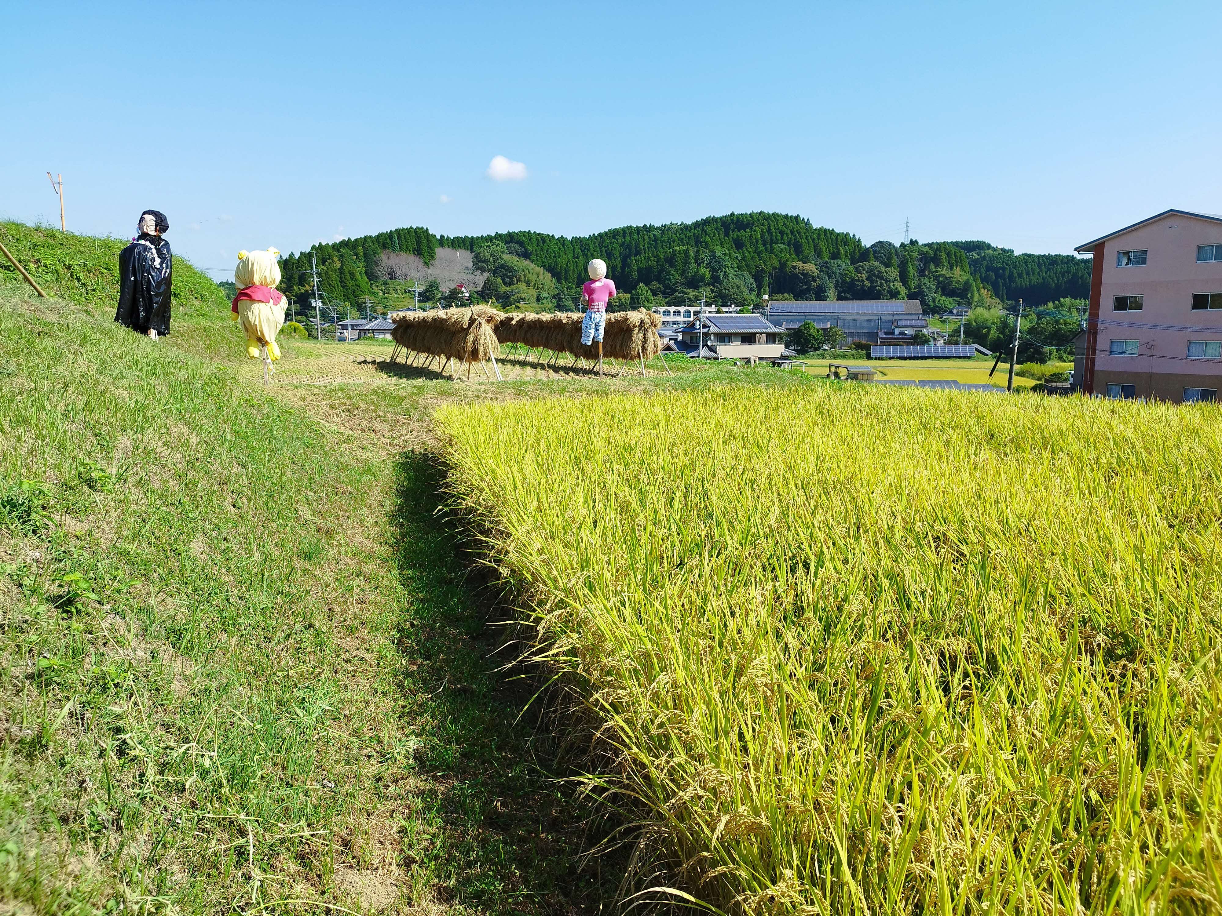 稲穂掛け干しimage.jpg