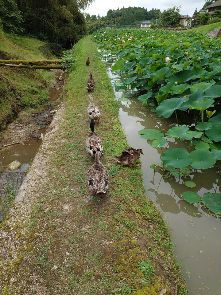 アイガモによる蓮園案内