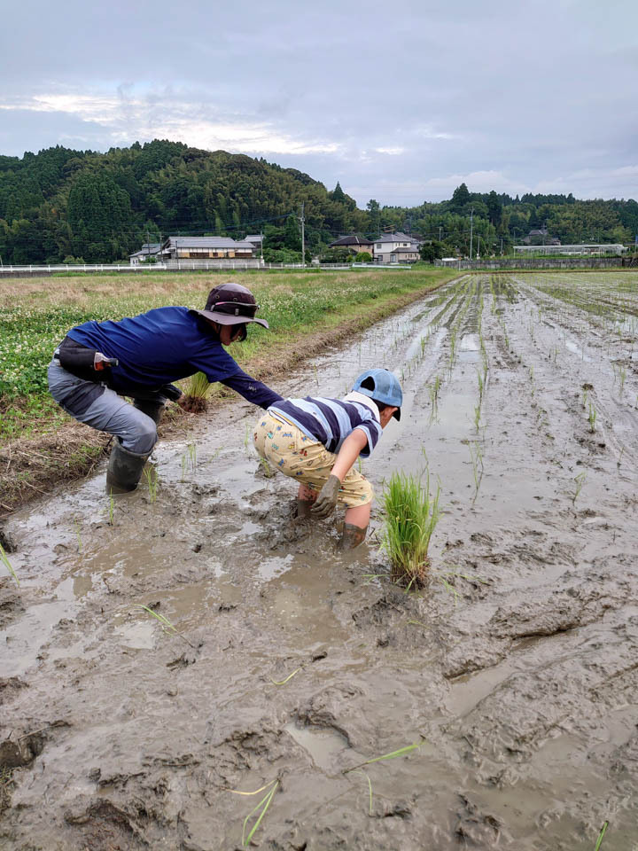 親子で田植え