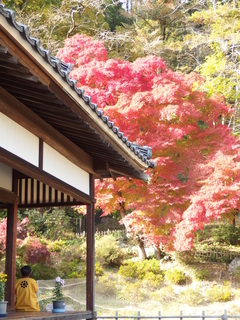 御茶屋跡紅葉2.JPG