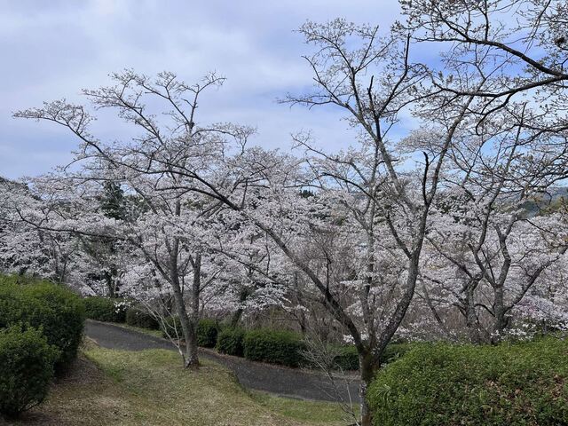 桜2.jpeg