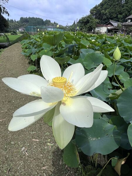 山の頭蓮園2.jpeg
