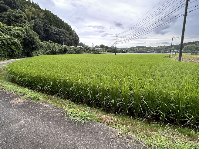 生育状況
