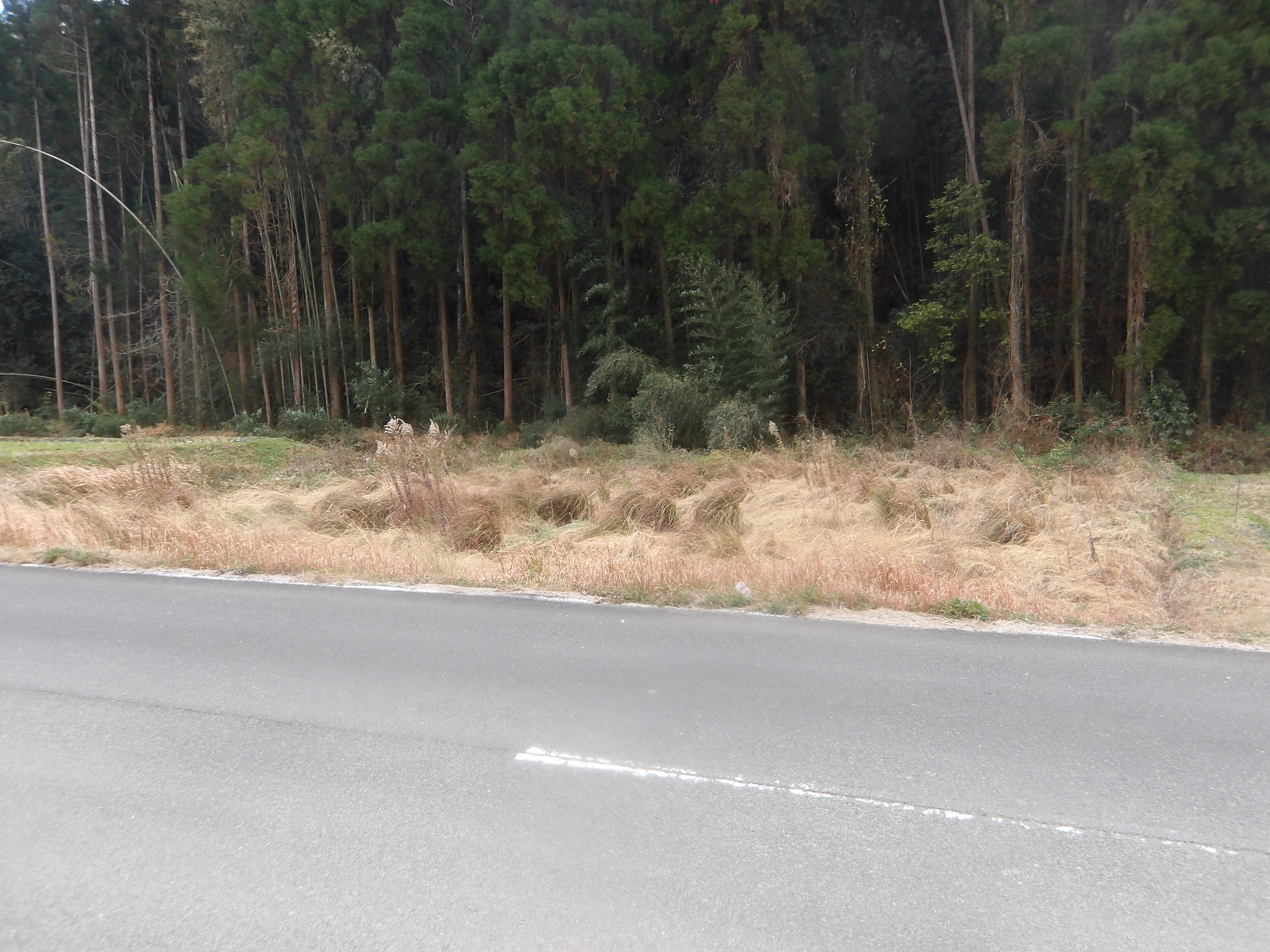 細永4626-2字里ノ平 (1).JPG